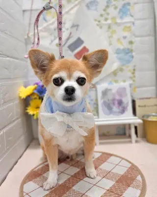 4月26日のグルーミング時の画像です。
可愛いでしょ(๑˃̵ᴗ˂̵)